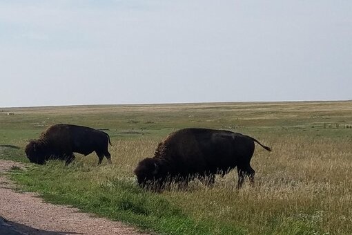 Buffalo Badlands National Park, South Dakota