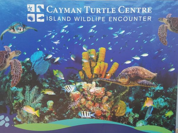 Cayman Turtle Centre - Saving Turtles