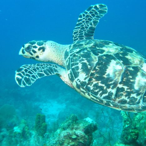 Sea Turtle swimming in the Caribbean