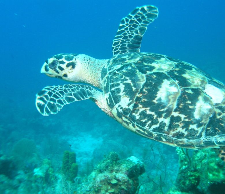 Sea Turtle swimming in the Caribbean