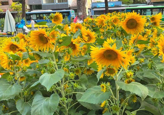 Sunflowers in park in Saigon